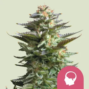Cogollo resinoso de Amnesia Haze de Royal Queen Seeds, variedad de cannabis.