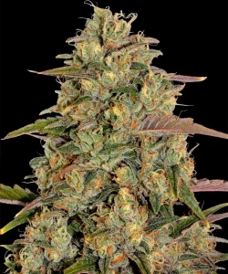 Cogollo de Amnesia Lemon de Barney's Farm, variedad de cannabis cítrica.