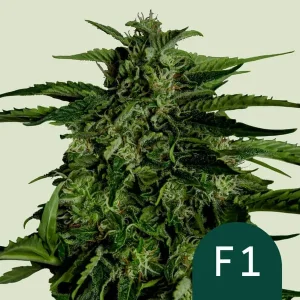 Cogollo resinoso de Apollo F1 Auto de Royal Queen Seeds, cannabis autofloreciente.