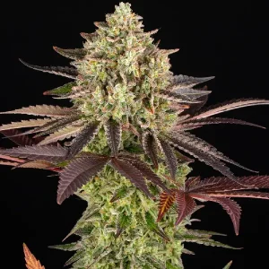 Cogollos de Apple Fritter de Barney's Farm, variedad de cannabis.