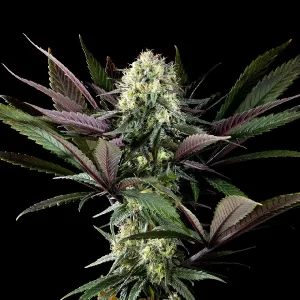 Cogollos escarchados de Apple Fritter de Kannabia, variedad de cannabis.