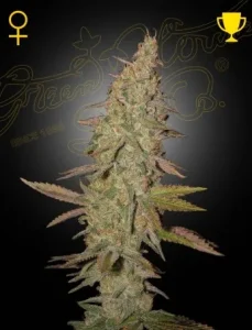 Cogollo de Arjan's Ultra Haze #1 de Green House, variedad sativa de cannabis.