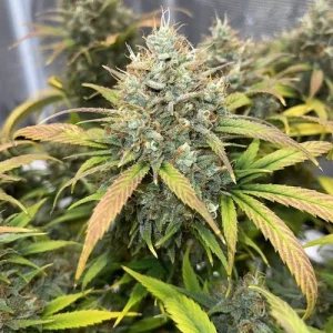 Cogollo de Auto Banana Blaze, semillas de cannabis autoflorecientes de aroma a plátano.