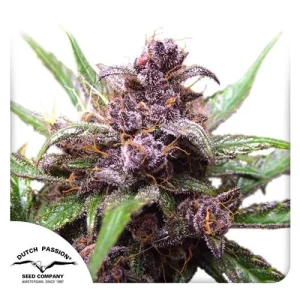 Cogollo de Auto Blackberry Kush, semillas de cannabis autoflorecientes.