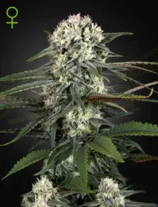 Cogollo de Auto Bomb de Green House, cannabis autofloreciente.