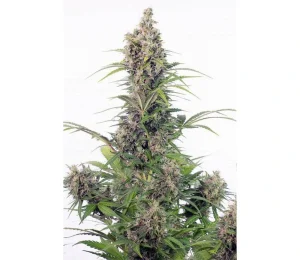 Planta de Auto CBD White Widow, semillas de cannabis autoflorecientes ricas en CBD.