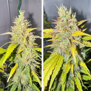 Planta de Auto Candy Bubatz XL, semillas de cannabis autoflorecientes.