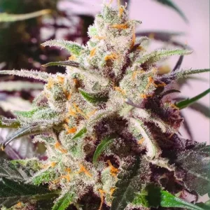 Planta de Auto Colorado Cookies en floración, cannabis autofloreciente.