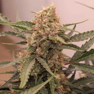 Cogollo de Auto Kerosene Krash, semillas de cannabis autoflorecientes.