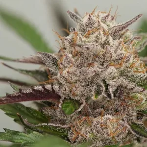 Cogollo de Mimosa Punch Auto, semillas de cannabis autoflorecientes.
