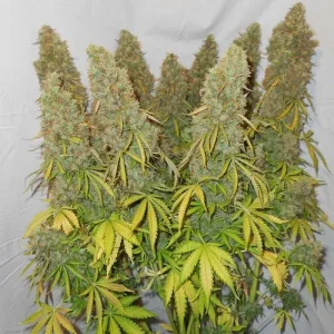 Cogollo de Auto Think Different, semillas de cannabis autoflorecientes.