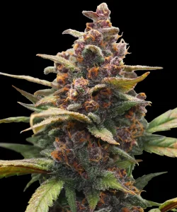 Cogollo resinoso de Ayahuasca Purple de Barney's Farm, variedad de cannabis.