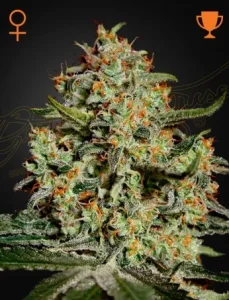 Cogollo de Big Bang de Green House, variedad de cannabis.