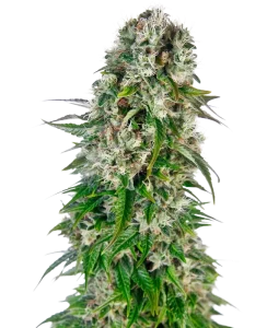 Cogollo de Big Bud Auto de Sensi Seeds, cannabis autofloreciente.
