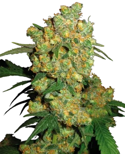 Cogollo de Big Bud de Sensi Seeds, variedad de cannabis de alta producción.