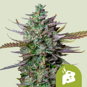 Cogollo resinoso de Blue Cheese Auto de Royal Queen Seeds, cannabis autofloreciente.