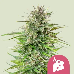 Cogollo resinoso de Blue Cheese de Royal Queen Seeds, variedad de cannabis.