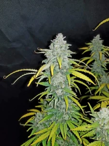 Cogollo resinoso de Blue Dream Auto de Fast Buds, cannabis autofloreciente.