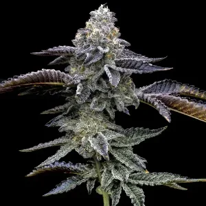 Cogollos de Blue Dream de Barney's Farm, variedad de cannabis.