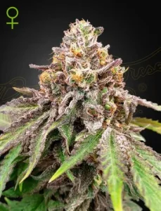 Cogollo de Blue Haze x Gelato 41 Auto de Green House, cannabis autofloreciente.
