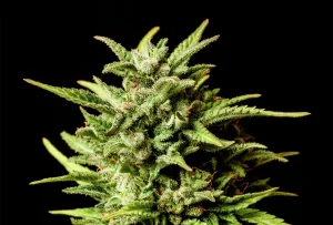 Cogollo de Break-Up Cake Auto de Kannabia, cannabis autofloreciente.