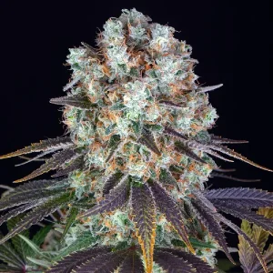 Cogollos escarchados de Bruce Banner, variedad de cannabis.