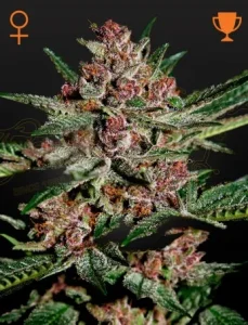 Cogollo de Bubba Kush de Green House, variedad índica de cannabis.