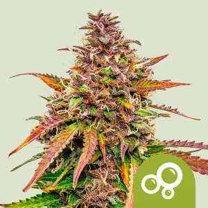 Cogollo de Bubble Kush Auto de Royal Queen Seeds, cannabis autofloreciente.