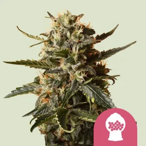 Cogollo de Bubblegum XL de Royal Queen Seeds, variedad de cannabis de aroma a chicle.