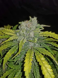 Cogollo resinoso de CBD Auto 1:1 (CBD Crack), cannabis autofloreciente.