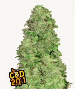 Cogollo de CBD Auto 20:1, cannabis autofloreciente con ratio alto de CBD.