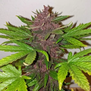 Planta de Auto CBD Blackberry Kush, semillas de cannabis autoflorecientes ricas en CBD.