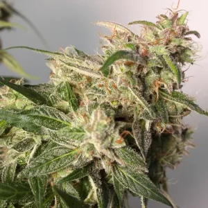 Cogollo de CBD Auto Charlotte's Angel, cannabis autofloreciente rico en CBD.