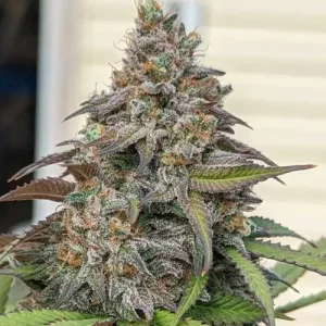 Cogollo de CBD Charlotte's Angel, variedad de cannabis rica en CBD.