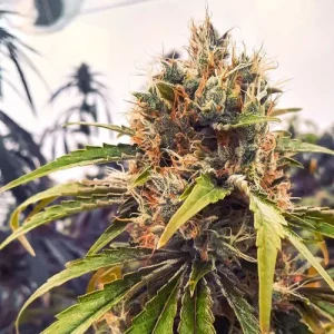 Cogollo de CBG-Force, variedad de cannabis rica en CBG.