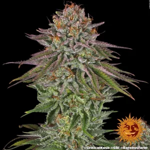 Cogollo resinoso de Critical Kush de Barney's Farm, variedad de cannabis.