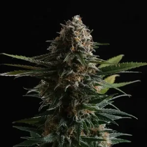 Cogollos de Candy Cream Go Fast de Kannabia, variedad de cannabis de floración rápida.