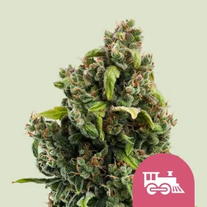 Cogollo de Candy Kush Express Fast de Royal Queen Seeds, variedad de floración rápida.