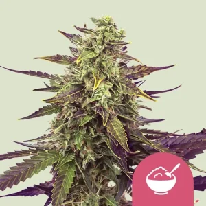 Cogollo resinoso de Cereal Milk de Royal Queen Seeds, variedad de cannabis.