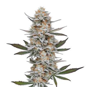 Detalle de la flor de Chemdog #4, variedad de cannabis de Blimburn Seeds.