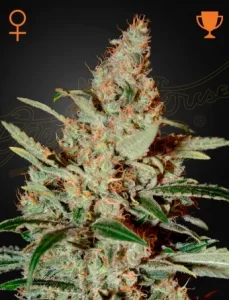 Cogollo de Chemdog de Green House, variedad de cannabis de perfil diésel.