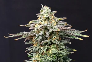 Cogollo de Cherry Dream de Kannabia, variedad de cannabis.