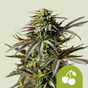 Cogollo resinoso de Cherry Pie Auto de Royal Queen Seeds, cannabis autofloreciente.
