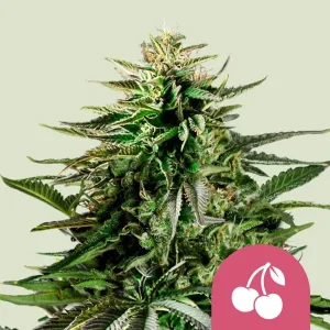Cogollo de Cherry Pie de Royal Queen Seeds, variedad de cannabis de aroma a cereza.