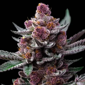 Cogollo púrpura escarchado de Cherry Poppers, variedad de cannabis.