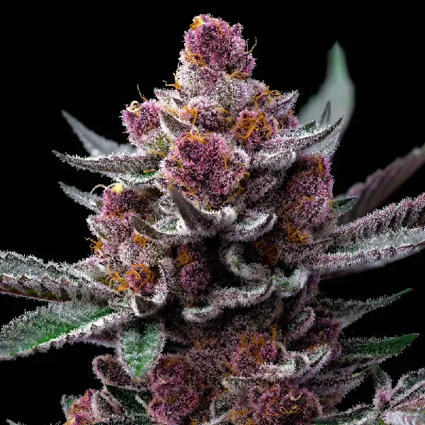 Cogollo púrpura escarchado de Cherry Poppers, variedad de cannabis.