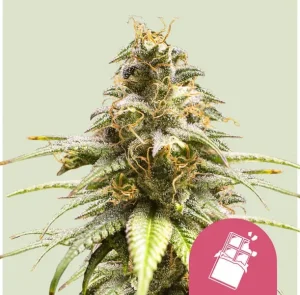 Cogollo resinoso de Chocolate Haze de Royal Queen Seeds, variedad de cannabis.