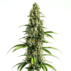 Planta de Chocolopez en floración, variedad de cannabis de Blimburn Seeds.
