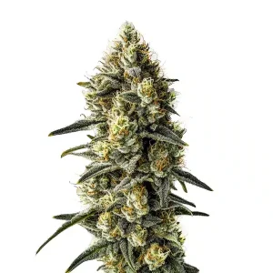 Detalle de la flor de Cindy 99, variedad de cannabis de Blimburn Seeds.