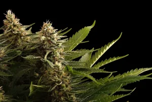 Cogollo de Colombian Jack de Kannabia, variedad sativa de cannabis.